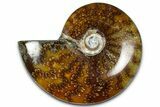 Polished Ammonite (Cleoniceras) Fossil - Madagascar #364986-1
